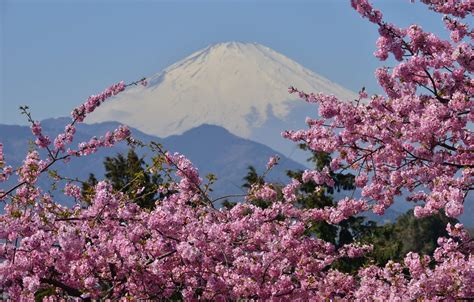 Wallpaper Mountain The Volcano Sakura Japan Flowering Mount Fuji