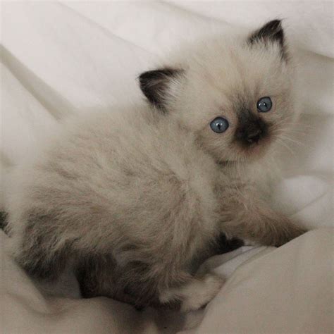 Ragdoll Babies Ragdoll Kitten Ragdoll Cat Breeders Kittens