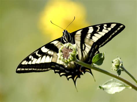 Wildlife Butterfly Background Hd Wallpapers 2012