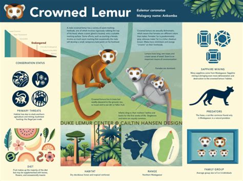 Infant Announcement Nedjem An Endangered Crowned Lemur Born At The