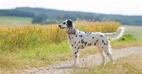 Is Purebred Long Haired Dalmatian Real Once And For All Guide