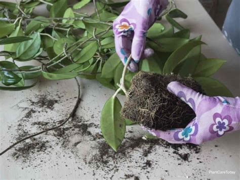 I've also used a normal, generic potting mix (not specific for cactus), but i added about 40 to 50 percent by volume perlite to that. Hoya Plant Care: Tips On Growing Wax Plant Hoya Canosa