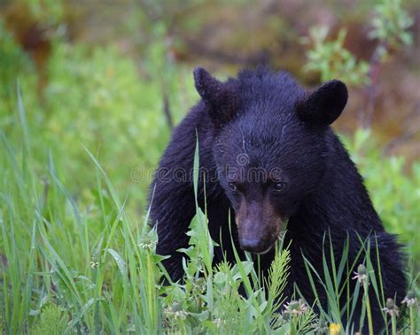 Black Bear Cub Near Banff Alberta Stock Photo Image Of Grazing