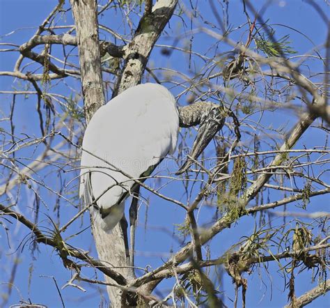 White Feathered Egret Bird Everglades Florida Stock Photo Image Of