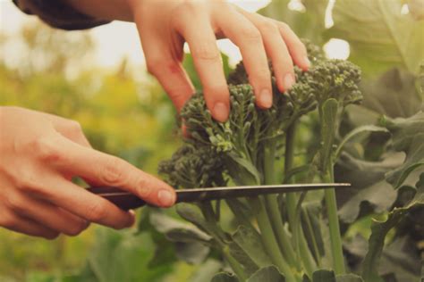 Harvesting Your Broccoli Food Gardening Network