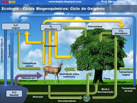 Os Ciclos BiogeoquÍmicos Água Carbono NitrogÊnio OxigÊnio FÓsforo