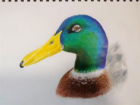 A Duck In Colored Pencils Rcoloredpencils