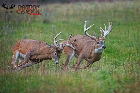 White Tailed Deer Fighting