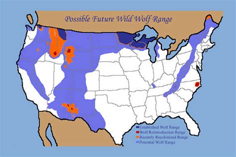 Abes Animals American Gray Wolf Range Map Illustration