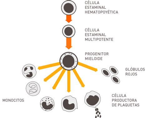 Que Son Las Celulas Madres O Troncales Consejos Celulares