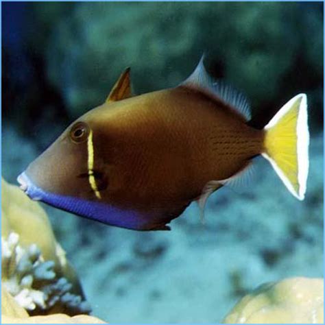 White Tail Triggerfish Or White Tip Triggerfish Petes Aquariums And Fish