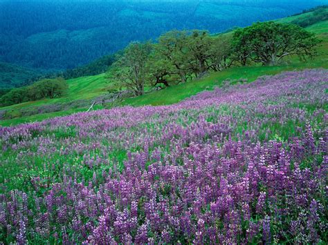 Wallpaper Mountains Flowers Field Green Plateau Lilac Flower