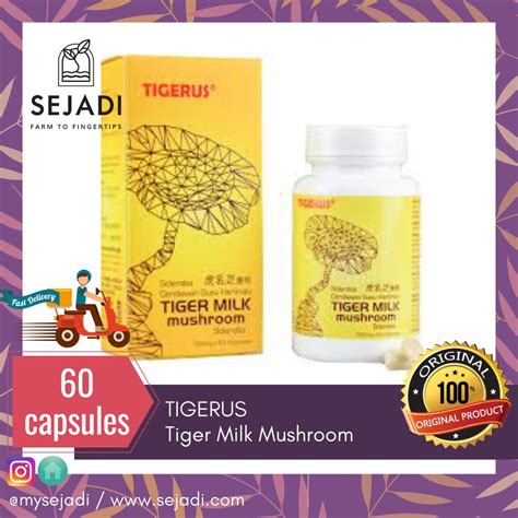 Info dunia budidaya, bermacam cara budidaya cendawan susu harimau. TIGERUS Tiger Milk Mushroom Sclerotia / Cendawan Susu ...