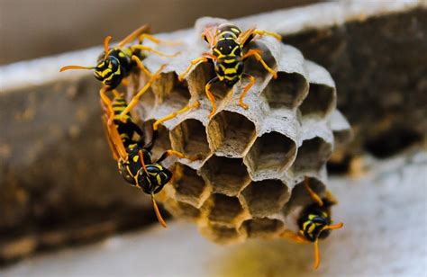 Nid d abeille comment détruire ou enlever une ruche