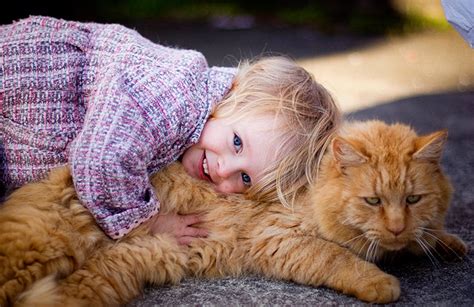 12 Most Affectionate Cat Breeds Readers Digest Australia