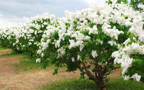 Tree with white flowers in florida. Lilac Trees White Flowers 0845 : Wallpapers13.com