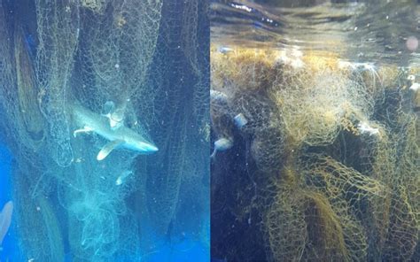 Tragic Photos Show Hundreds Of Fish And Sharks Tangled In An Abandoned Net
