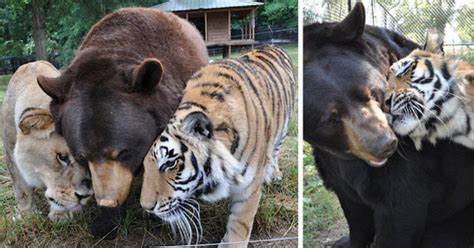 Bear Lion And Tiger Brothers Havent Left Each Others Side For 15 Years