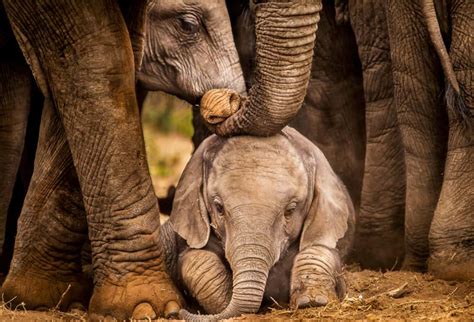 What Are Baby Elephants Called Youd Love To Know