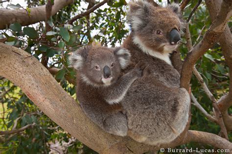 Koala Mother Burrard Lucas Photography