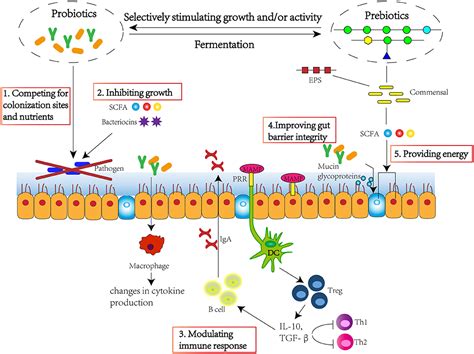 Frontiers Modulation Of Gut Microbiota And Immune System By