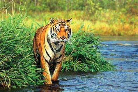 Tigre Características Hábitat Y Alimentación Curiosfera Animales