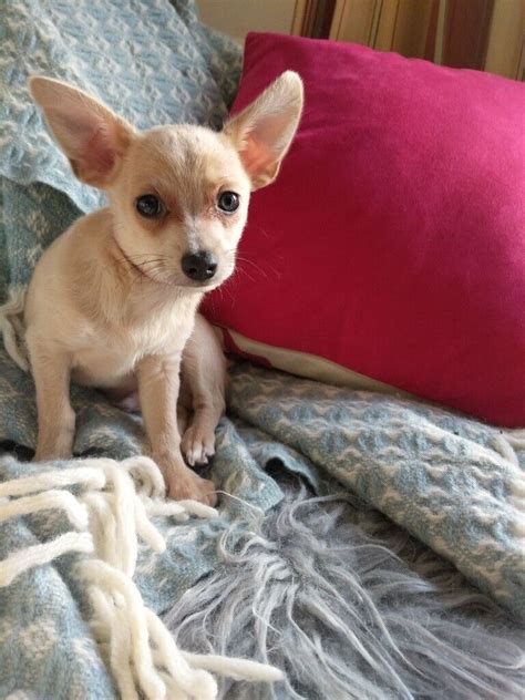 Female Chihuahua Puppy Fawn And White Smooth Coat In Blackwater Surrey