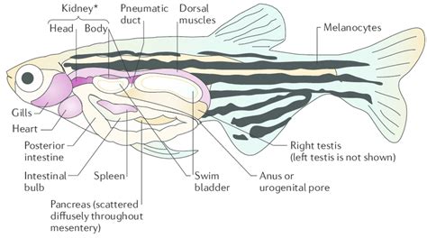Zebrafish Anatomy An Adult Zebrafish Is Shown With The Anatomical