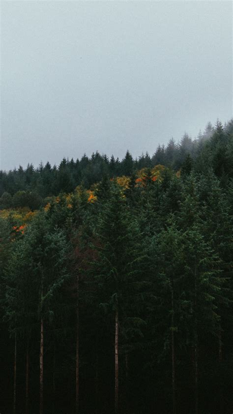 Download Wallpaper 1080x1920 Forest Trees Sky Autumn Fog Samsung
