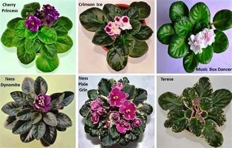 What Are The Different Types Of African Violet Plants