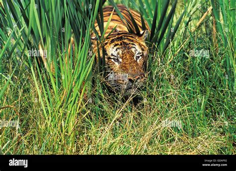 Tiger In Long Grass Fotos Und Bildmaterial In Hoher Auflösung Alamy