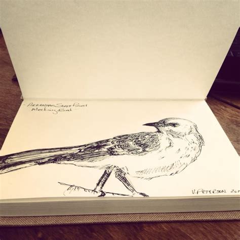 Nightingale Sketch Pencil Tekenkunst