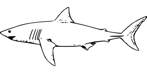 Clipart Shark Lemon Shark Clipart Shark Lemon Shark Transparent Free