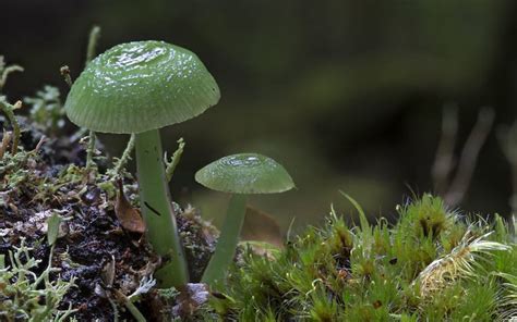 Beautiful Photos Of Mushrooms By Photographer Steve Axford