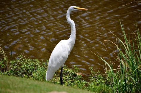 Great White Egret Texas White Egret Texas Gulf Coast