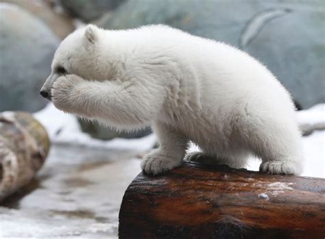 Toronto Zoo Polar Bear Named In Forces Honour Toronto And Gta News