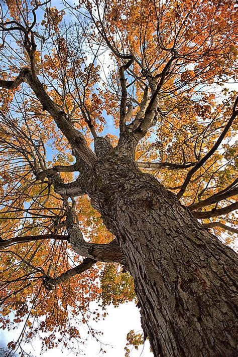 Old Hickory Tree Photograph By Mel Hensley Fine Art America