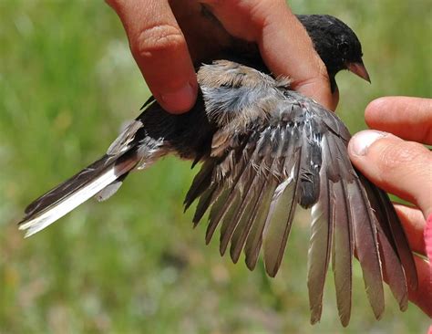 Bird Molting Symptoms You Should Be Aware Of Birds Coo