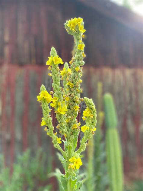 Dried Mullein Stalks Etsy