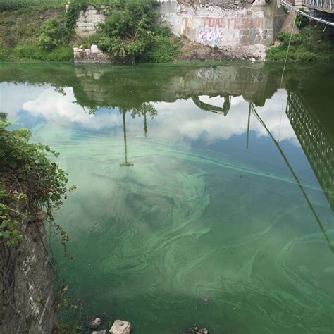 Toxic Algae Wallkill River Watershed Alliance