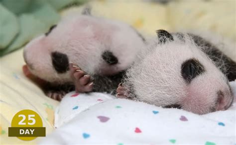 Watch 100 Days Of Baby Panda Development In Three Minutes Grist