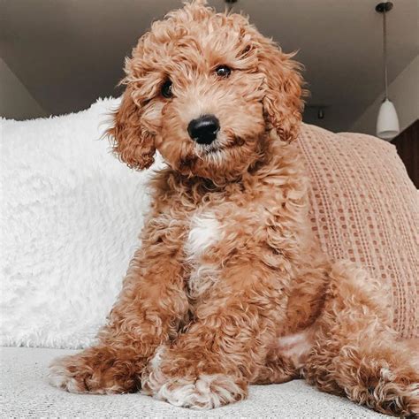 Top 7 Low Energy Hypoallergenic Dogs That Dont Shed 15 Mini Dogs