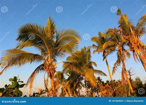 Coconut Palms In A Tropical Island Fiji Stock Image Image Of
