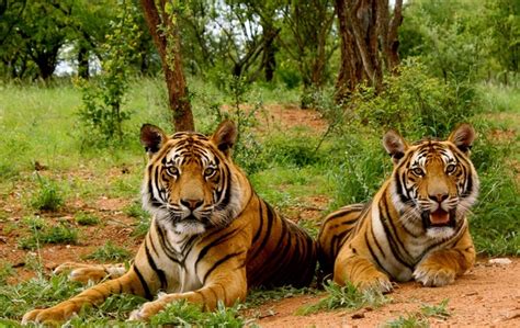 6 Must Visit National Parks In India Volunteering India Blog