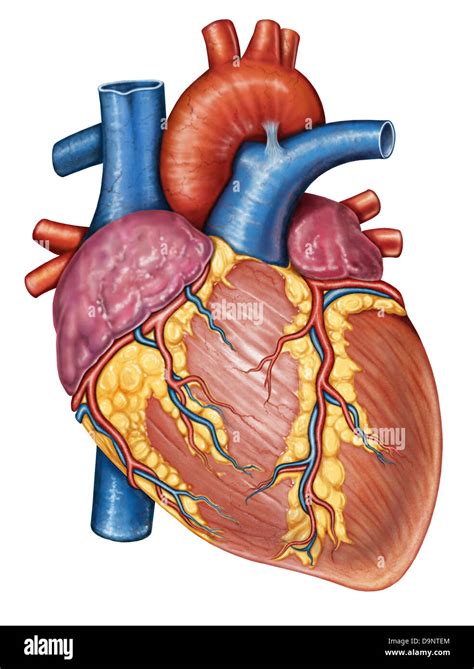 Gross Anatomy Of The Human Heart Stock Photo Alamy