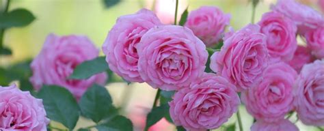 50 Fascinating Facts About Roses 2024s Ultimate Guide