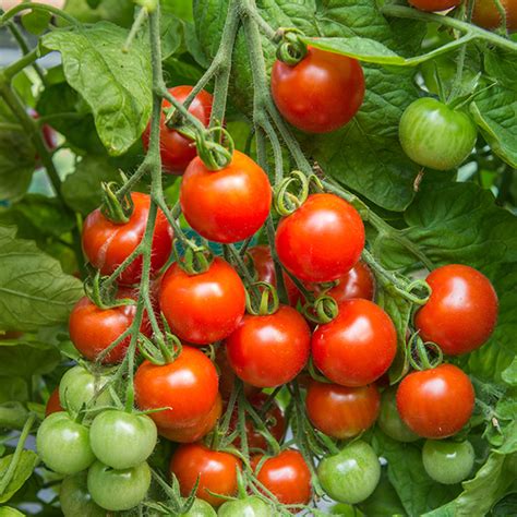 Tomato Gardeners Delight Agm Seedsd T Brown Vegetable