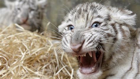 Newly Hired Indian Zookeeper Mauled To Death By White Tiger Cubs He