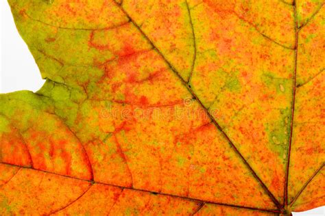 Autumn Maple Leaf Macro Stock Image Image Of Autumn 45476071