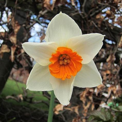 Daffodil Decoy Red Dobies